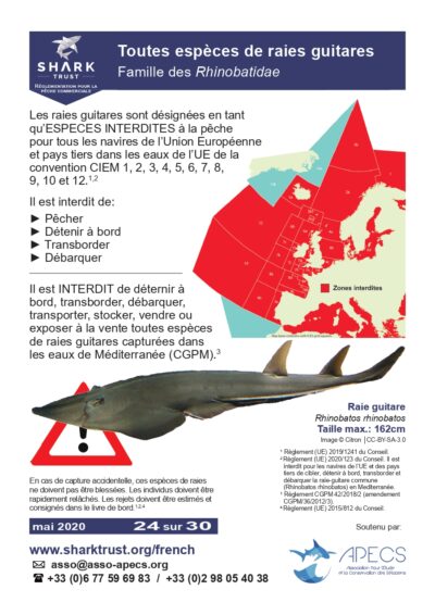 Réglementation pour toutes les espèces de raies guitares (famille des Rhinobatidae)
