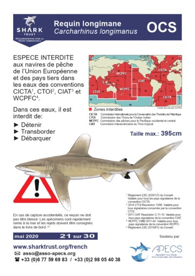 Réglementation requin longimane (<em>Carcharhinus longimanus</em>)