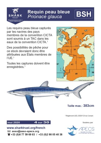 Réglementation requin peau bleue (<em>Prionace glauca</em>)