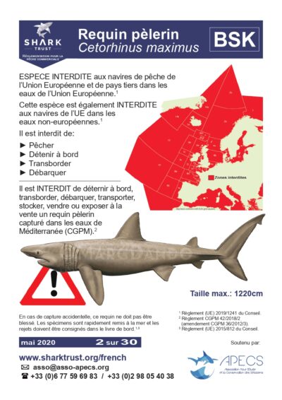 Réglementation requin pèlerin (<em>Cetorhinus maximus</em>)