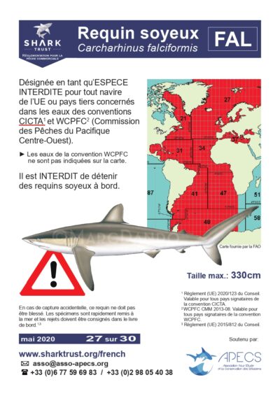Réglementation requin soyeux (<em>Carcharhinus falciformis</em>)