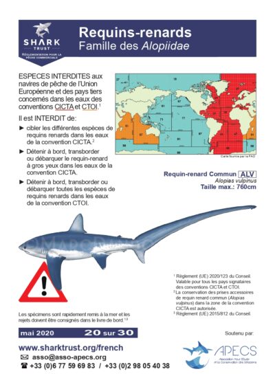 Réglementation requins renards (famille des Alopiidae)