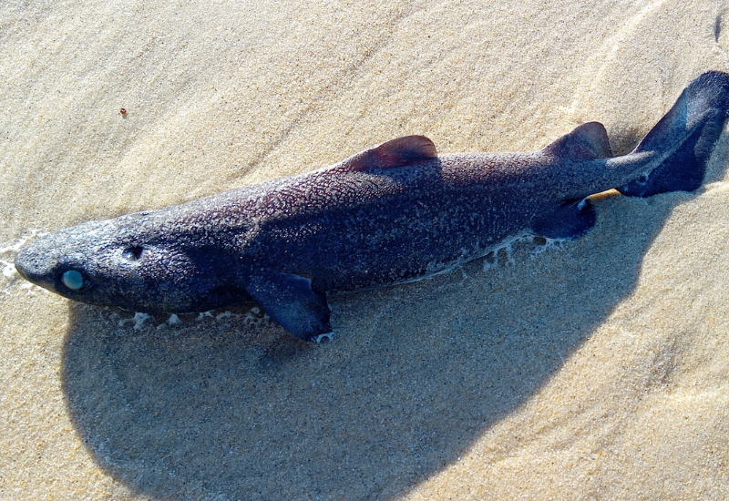 Échouage de plusieurs individus d’un requin des profondeurs peu connu : le squale liche (<em>Dalatias licha</em>)