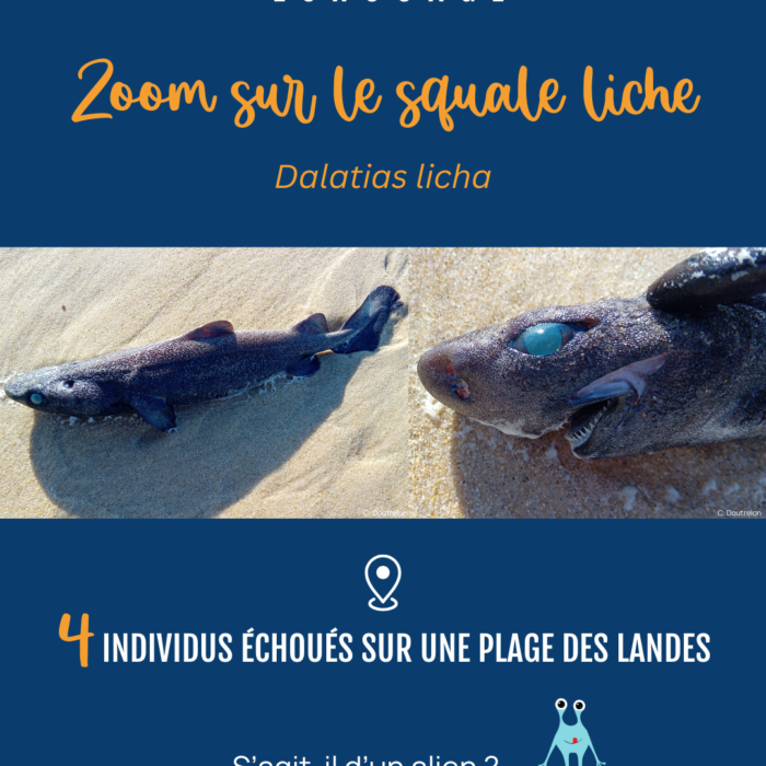 APECS Échouage de plusieurs individus d’un requin des profondeurs peu connu : le squale liche (<em>Dalatias licha</em>)