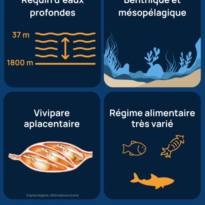 APECS Échouage de plusieurs individus d’un requin des profondeurs peu connu : le squale liche (<em>Dalatias licha</em>)