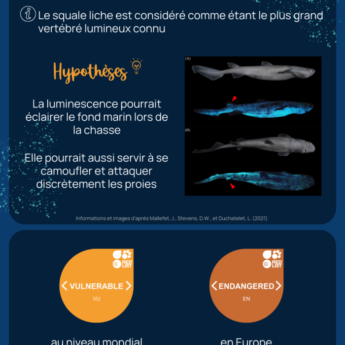 APECS Échouage de plusieurs individus d’un requin des profondeurs peu connu : le squale liche (<em>Dalatias licha</em>)