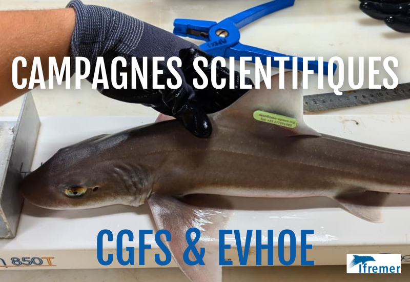 L&rsquo;APECS embarque sur les campagnes scientifiques CGFS et EVHOE de l&rsquo;Ifremer