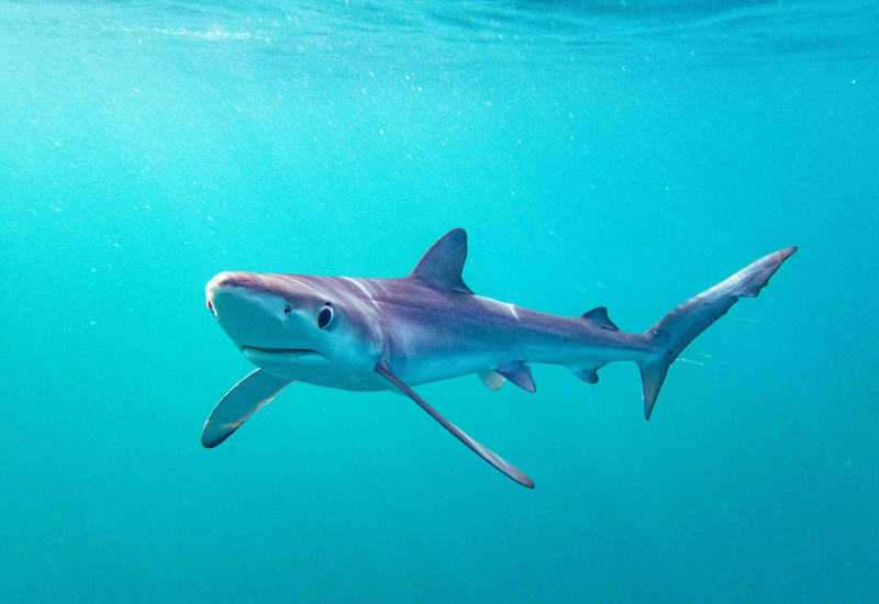 Création d’un groupe national sur les requins, les raies et les chimères