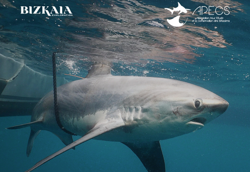 À la rencontre du requin renard au large de la Vendée