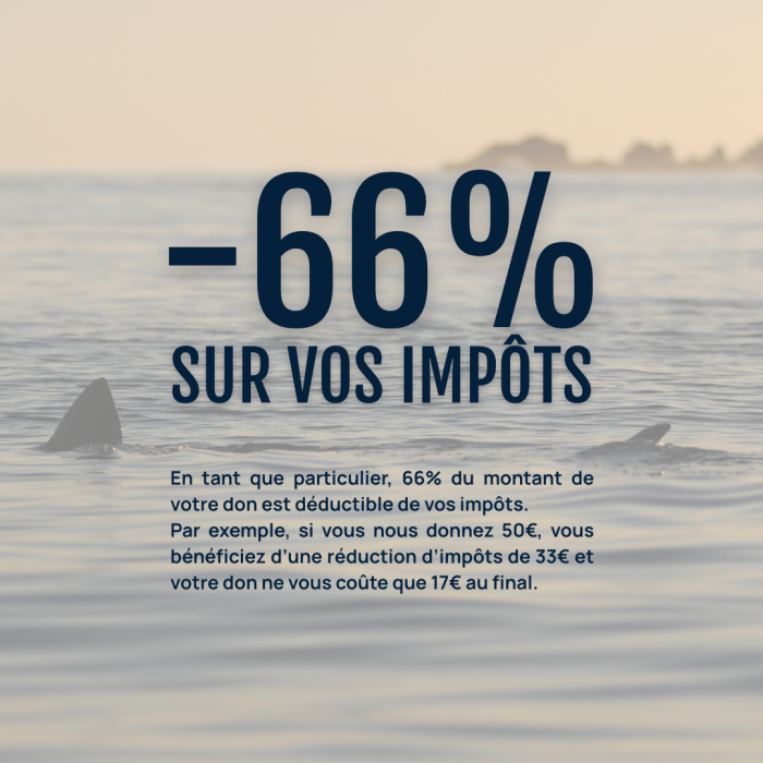 APECS Choisissez l’APECS et la protection des requins et des raies pour votre don de fin d’année
