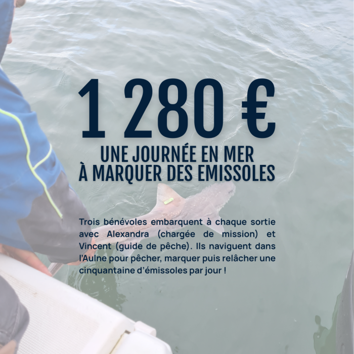 APECS Choisissez l’APECS et la protection des requins et des raies pour votre don de fin d’année