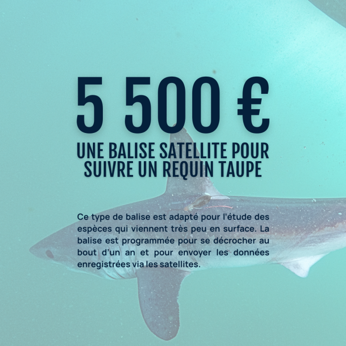 APECS Choisissez l’APECS et la protection des requins et des raies pour votre don de fin d’année