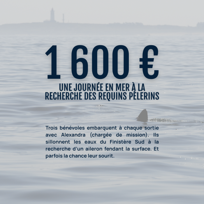 APECS Choisissez l’APECS et la protection des requins et des raies pour votre don de fin d’année